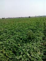 紅薯苗批發(fā)與代理 薯類(lèi)銷(xiāo)售市場(chǎng)的前景與策略